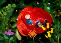 Un petit gar&ccedil;on dans un coquelicot fleuri